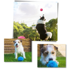 Balle rotative automatique pour chien avec 4 housses