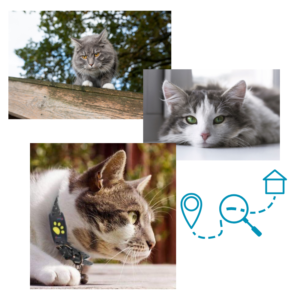 Collier de repérage GPS pour animaux de compagnie