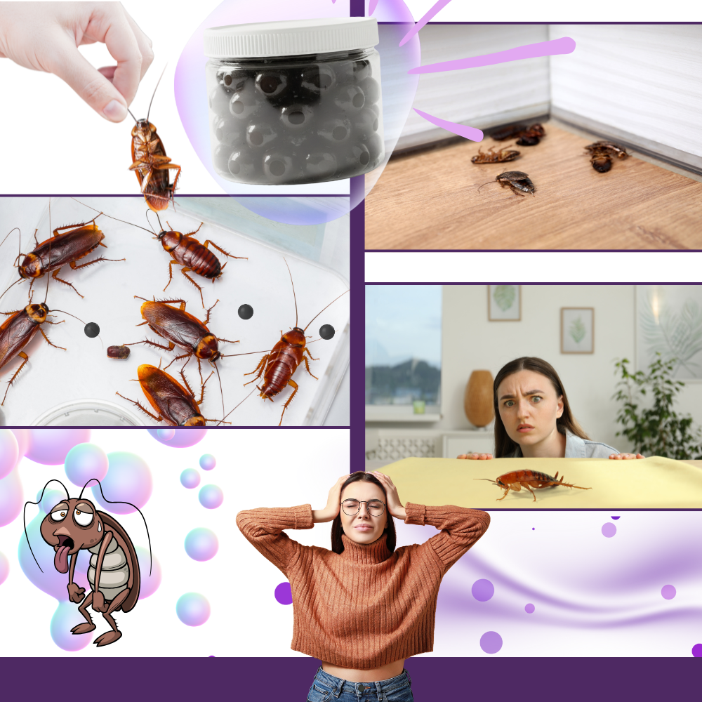 Perles anti-cafards à l'extrait de lavande